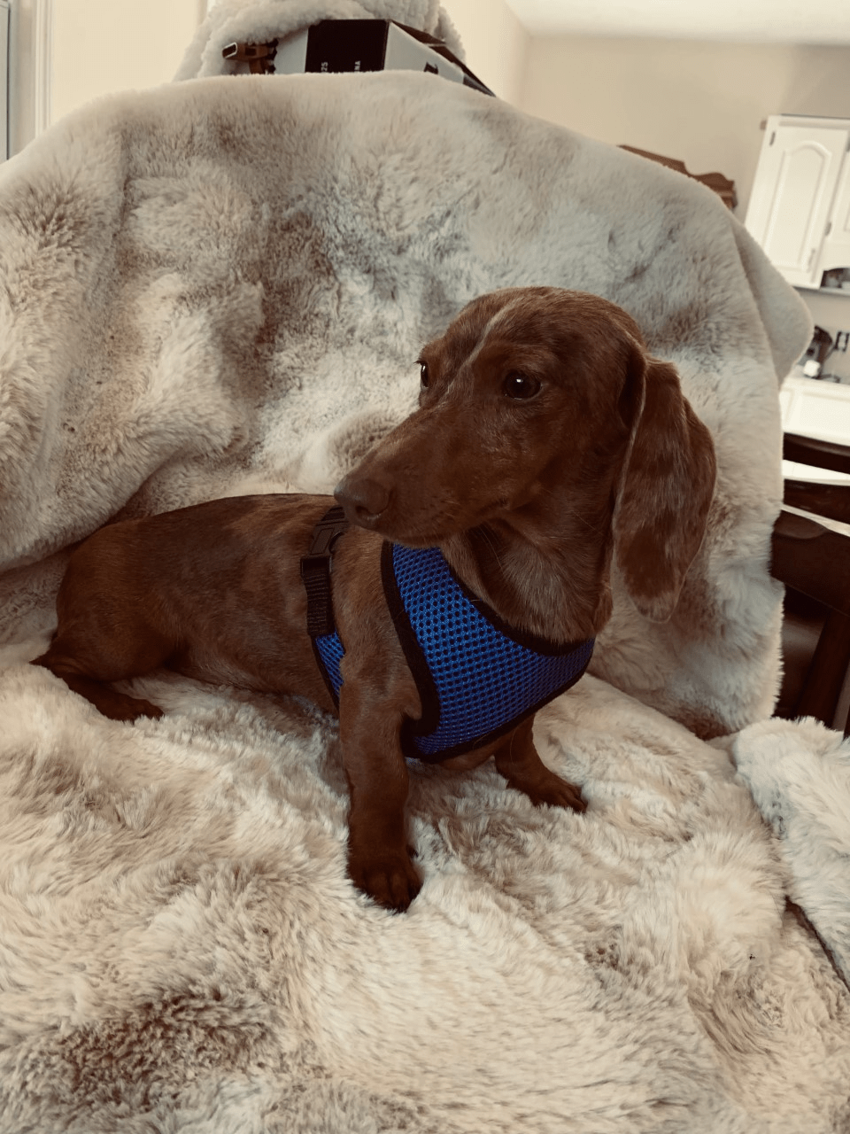 Pebbles Sitting on a Couch