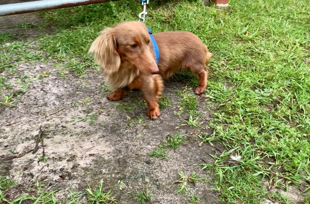 Brown Dog with a Leash