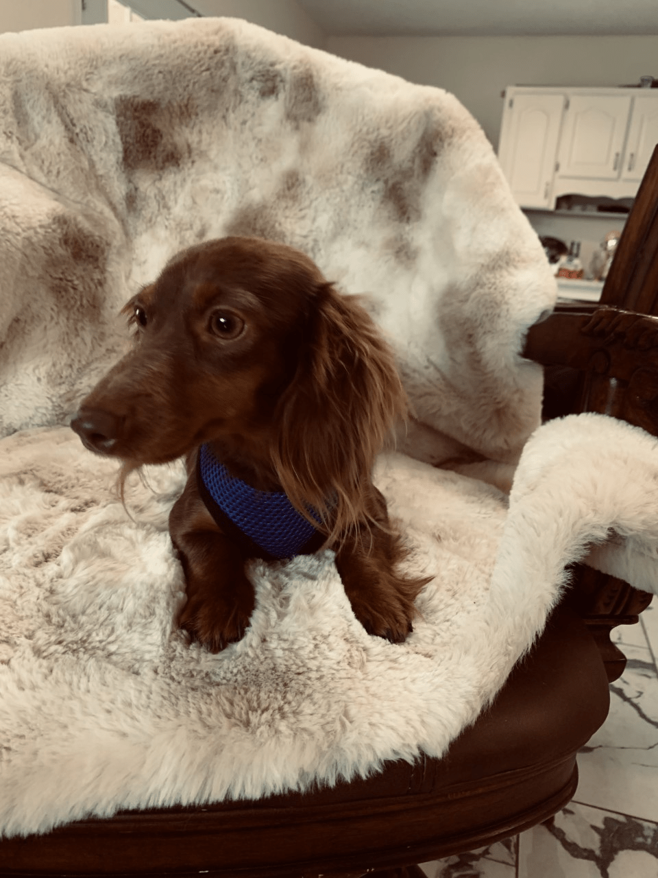 Kiki Sitting on a Couch