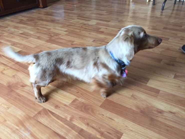 Dog Running in a House