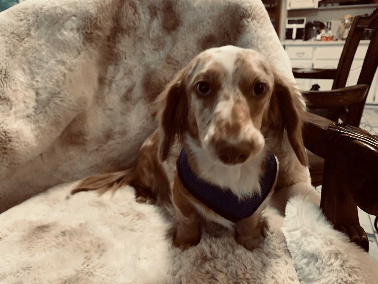 Catallia Sitting on a Couch