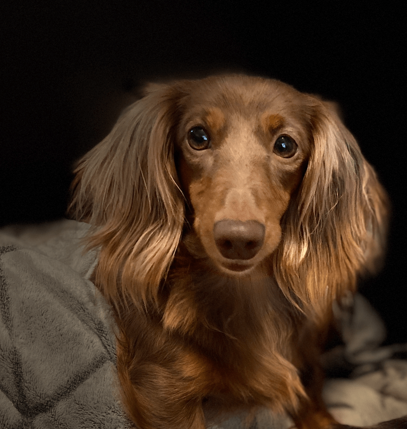 Adorable Brown Dog