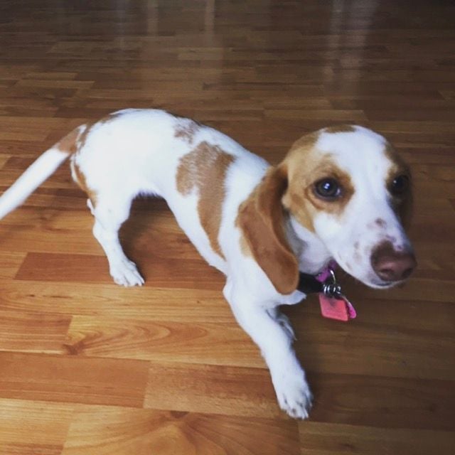 White and Brown Dog