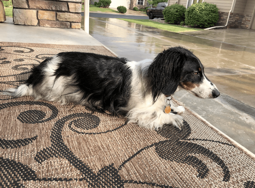 Dog Sitting on the Ground