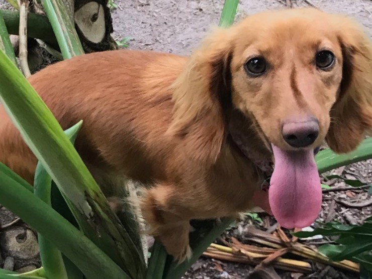 Dog Sticking out his Tongue